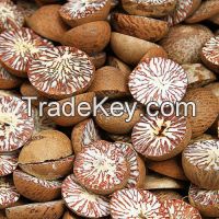 Dried Betel Nut High Quality From Vietnam