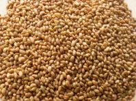 Grade AAA Top Quality Alfalfa Seeds