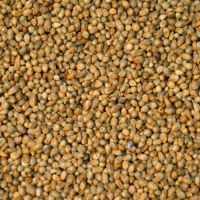 High quality hulled millet with good manufacturer