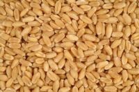 Fresh quality wheat