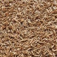 100% Natural and Pure Rye Grain