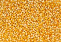 Top quality yellow corn