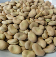 High Quality Dried Broad Beans