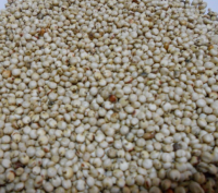 White Sorghum