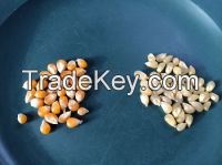 Non-GMO Yellow & White Corn for sale