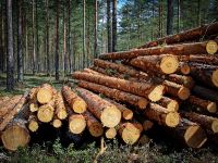 Timber log