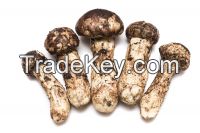 Matsutake mushroom (pine mushrooms)