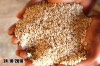 Sell Sesame Seeds Pure (White and Black)