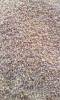 Sell Quality Wheat Seeds Organic Wheat Seeds