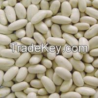Kidney Beans Suggar Beans, White Kidney beans, Light Speckled Kidney Beans