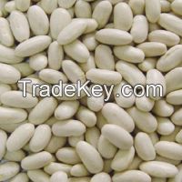 White Kidney Beans Long shape for export