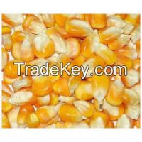 YELLOW OR WHITE MAIZE FOR EXPORT