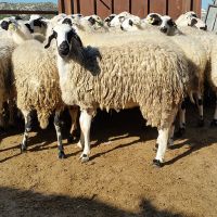 Awassi sheep / Merino sheep / Dorper Ewe Sheeps and Lambs For Sale
