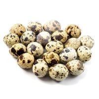 Fresh Quail Eggs / Quail Hatching eggs