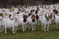 100% Full Blood Boer Goats, Saanen goat