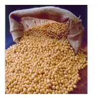 Organic Soybean , Soya Bean