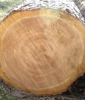 Ash Logs, Beech Logs, Birch Logs, Cherry Logs, Eucalyptus Logs, Oak Logs, Pine Log, Poplar Logs, Spruce Logs For Sale