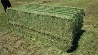 High Quality Animal Feed Alfalfa Hay and Pellets From Russia Federation