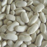 High-Quality White Kidney Beans For Sale