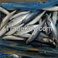 Frozen Atlantic herring (Clupea harengus) for sale
