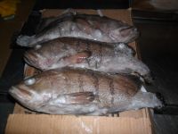 Frozen Cod Fish, excellent quality Sale.