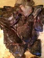 Sell Halibut Fish Heads