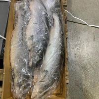 Frozen Salmon fish