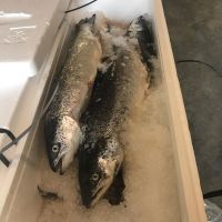 Fresh  Salmon fish