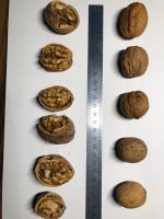 In-Shell Walnut, High Quality, origin Ukraine