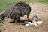 Fertile Ostrich eggs, Hatching ostrich eggs