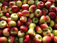 Premium Quality Fresh Apples, Fuji Apples, Royal Gala Apples, Envy & Rockit Apples for Sale