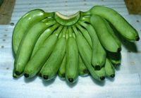 High Quality Fresh Green Cavendish Bananas