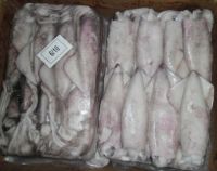 Frozen Squid Frozen Illex Argentinus Squid