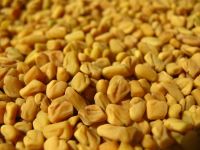 Top Grade Fenugreek Seed from Reliable Price