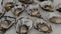 Frozen Abalone Shellfish, Frozen Oyster Shellfish, Fresh Shellfish