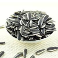 Raw Dried 5009 sunflower seed kernels for sale