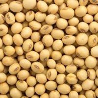 Soybean seed / soyabean seed