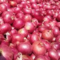 Farm Lowest Price Fresh Red Onion and Yellow Onion 25kg