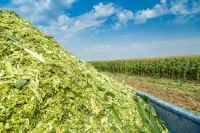 GOOD GRADE CORN SILAGE ORGANIC /CORN SILAGE ANIMAL FEED CONCENTRATE ORIGIN