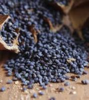 Poppy seeds/Blue and White Poppy Seeds/Blue Brown & White Poppy Seed Wholesale Price