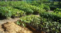 Jatropha Saplings for RM 1.20 (Malaysia)