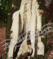Agarwood-Aloeswood-Oud-Oudh-Gaharu Tree Log