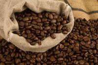 robusta coffee beans