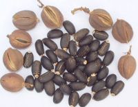 jatropha seed