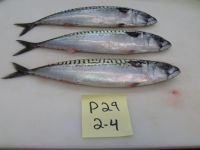 Sell Atlantic mackerel - Canada