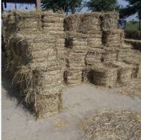 Rice Straw (High grade from Pakistan)