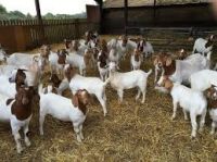 cheap price Quality Live Boer Goats for sale worldwide