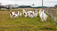 Best Quality Live Sheep, Goats and Cattle