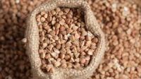 Wholesale hot sale organic dried roasted buckwheat price