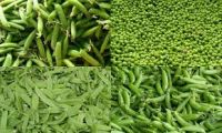 Wholesale Bulk Freeze Dried Green Peas with High Quality